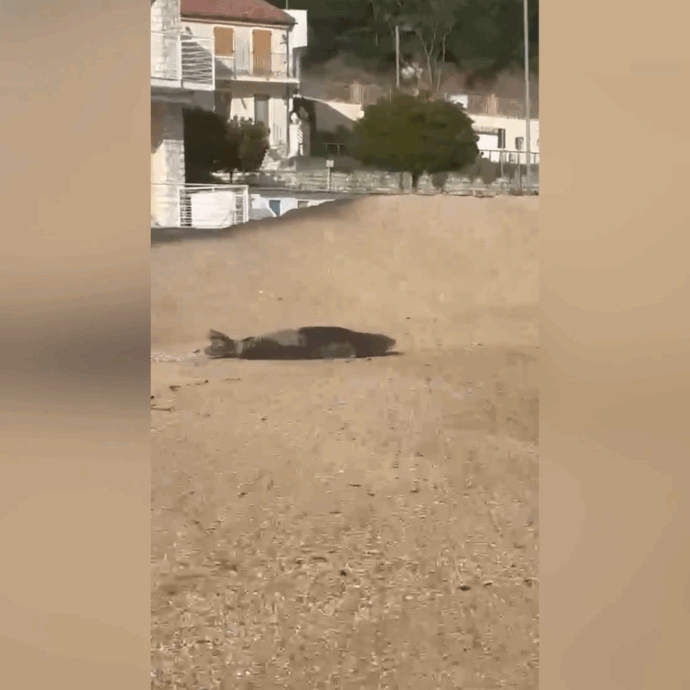 C’è una foca monaca sulla spiaggia di Numana: il video dell’eccezionale avvistamento vicino al porto turistico