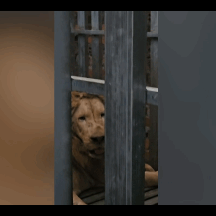 Due leoni e tre orsi in gabbia e senza cure, il salvataggio in un casinò abbandonato – Video