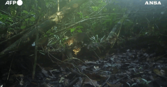 Copertina di La videotrappola cattura il gatto dalla testa piatta: l’eccezionale avvistamento di uno dei felini più rari (e minacciati) al mondo