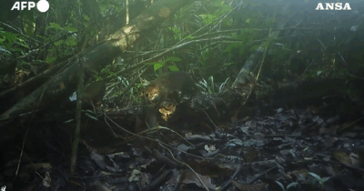 Copertina di La videotrappola cattura il gatto dalla testa piatta: l’eccezionale avvistamento di uno dei felini più rari (e minacciati) al mondo