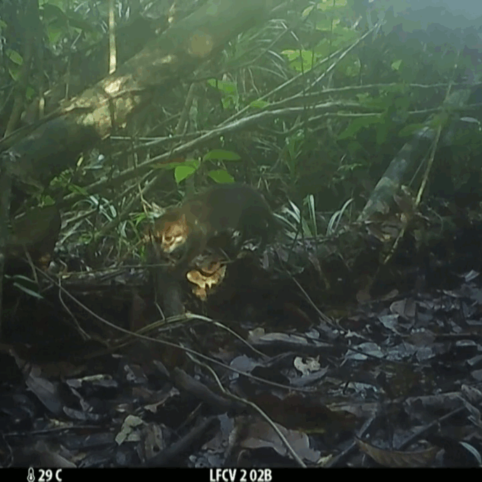 La videotrappola cattura il gatto dalla testa piatta: l’eccezionale avvistamento di uno dei felini più rari (e minacciati) al mondo