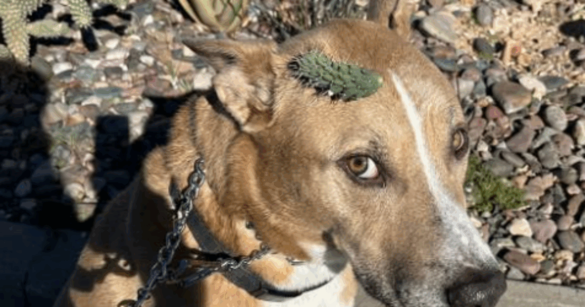Vede il cagnolino allontanarsi per annusare qualcosa e quando torna ha un cactus conficcato in testa: il video ‘dell’estrazione’ è virale