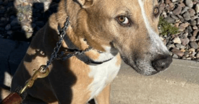 Copertina di Vede il cagnolino allontanarsi per annusare qualcosa e quando torna ha un cactus conficcato in testa: il video ‘dell’estrazione’ è virale