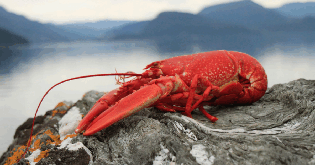 370 mila euro di aragoste spariscono nel nulla: il maxi furto dei crostacei destinati a una catena di supermercati