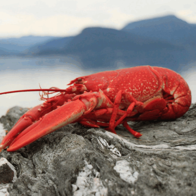 370 mila euro di aragoste spariscono nel nulla: il maxi furto dei crostacei destinati a una catena di supermercati