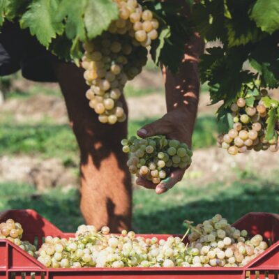 Copertina di Veneto, bollicine&caporalato: sfruttati per l’orgoglio italiano. Prosecco: 660 milioni di bottiglie l’anno, ma molti lavoratori trattati come ‘schiavi’