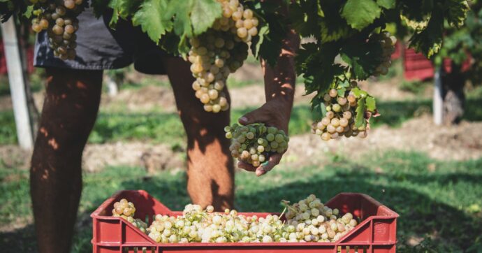 Veneto, bollicine&caporalato: sfruttati per l’orgoglio italiano. Prosecco: 660 milioni di bottiglie l’anno, ma molti lavoratori trattati come ‘schiavi’