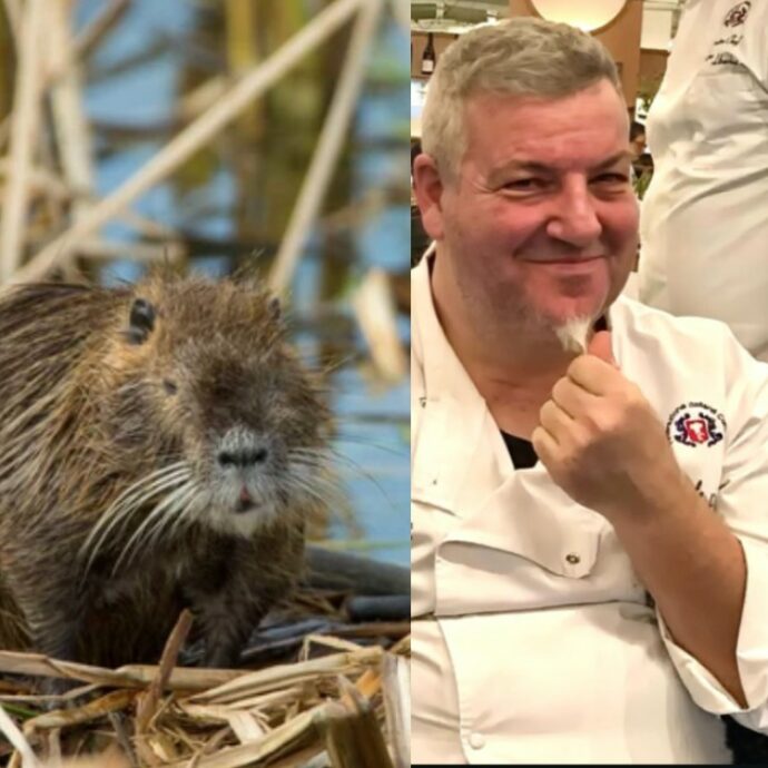 “Faccio il sugo di nutria, ha una carne tenera e gustosa ottima per i bigoli al ragù. È tenera e gustosa come il coniglio, piace sempre”: parla lo chef Daniele Pivatello