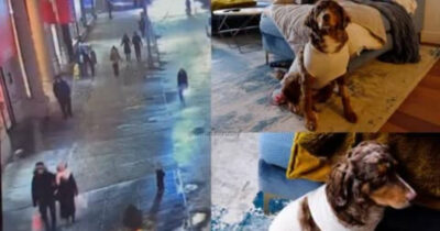 Copertina di “Ha accoltellato il mio cane e si è allontanato ridendo. C’era sangue ovunque, è stato terribile”: il racconto choc di una mamma che stava passeggiando con il figlio e il loro cucciolo