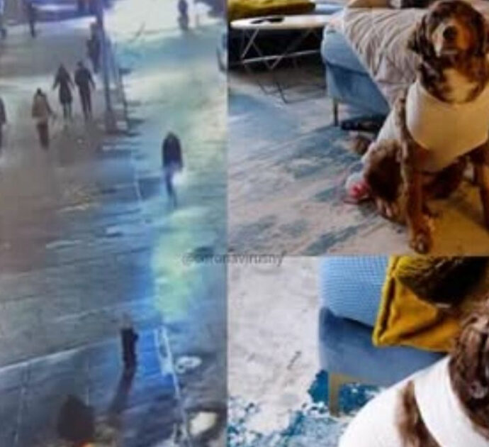 “Ha accoltellato il mio cane e si è allontanato ridendo. C’era sangue ovunque, è stato terribile”: il racconto choc di una mamma che stava passeggiando con il figlio e il loro cucciolo