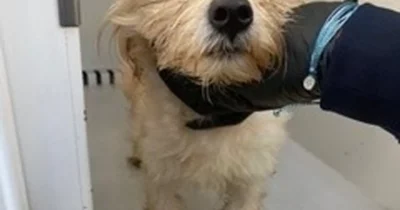 Copertina di Cagnolino abbandonato e gettato in un bidone della spazzatura, poi il lieto fine inaspettato a Natale