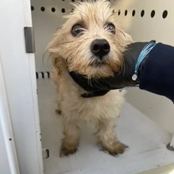 Cagnolino abbandonato e gettato in un bidone della spazzatura, poi il lieto fine inaspettato a Natale