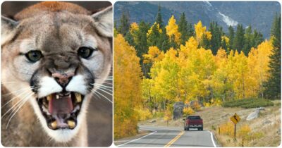 Copertina di Donna uccisa durante un’escursione: sospetto attacco di un puma in Colorado (Usa)