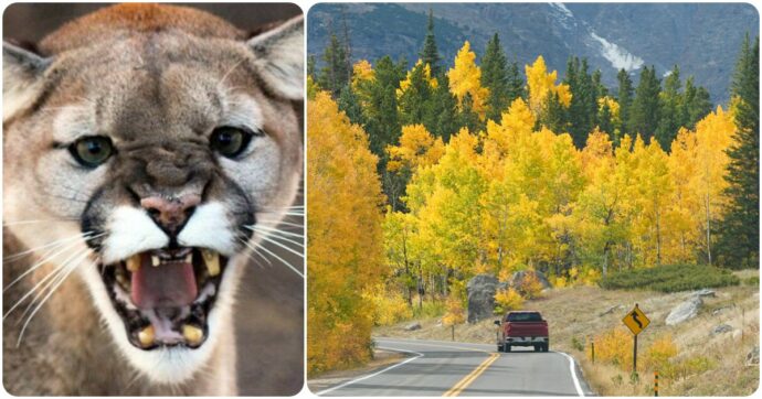 Donna uccisa durante un’escursione: sospetto attacco di un puma in Colorado (Usa)