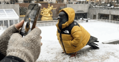 Copertina di Un piccione si trasforma in modello per le strade di New York e fa impazzire TikTok: ecco chi è – IL VIDEO
