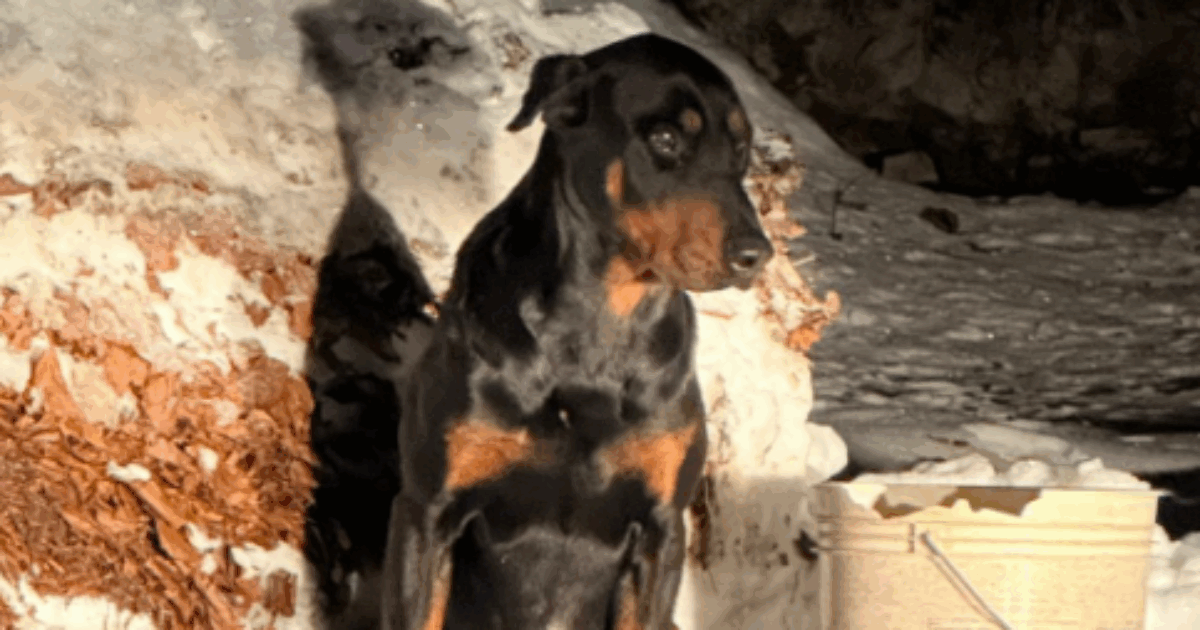 Un cane solo e infreddolito salvato sulle piste da scii del Monte Avena. Le autorità hanno avviato le indagini: è fuggito o è stato abbandonato?