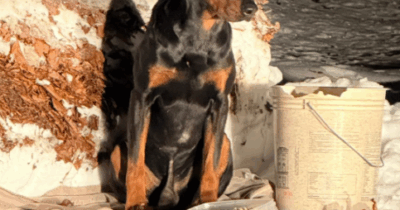 Copertina di Un cane solo e infreddolito salvato sulle piste da scii del Monte Avena. Le autorità hanno avviato le indagini: è fuggito o è stato abbandonato?