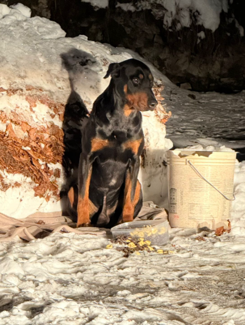 Un cane solo e infreddolito salvato sulle piste da scii del Monte Avena. Le autorità hanno avviato le indagini: è fuggito o è stato abbandonato?