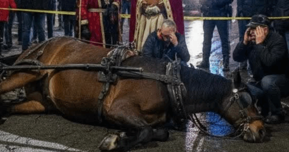 Un cavallo scivola e muore durante la Cavalcata dei Re Magi a Nocera Inferiore. La rabbia degli animalisti contro gli organizzatori: “Questa morte non è una fatalità”
