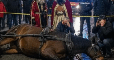 Copertina di Un cavallo scivola e muore durante la Cavalcata dei Re Magi a Nocera Inferiore. La rabbia degli animalisti contro gli organizzatori: “Questa morte non è una fatalità”