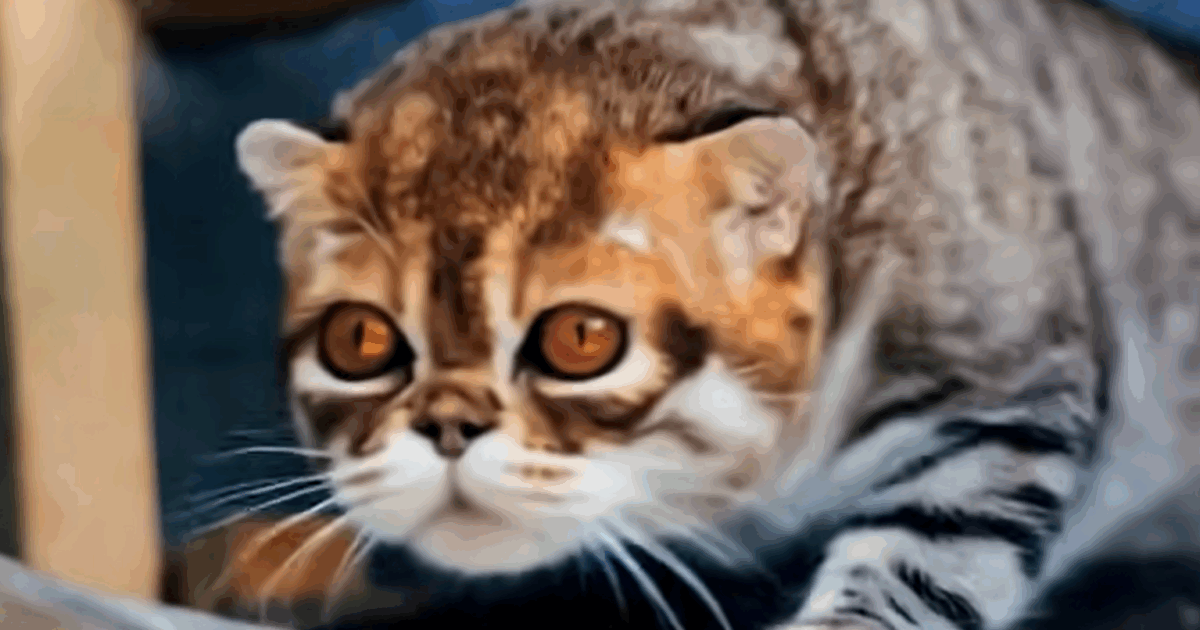 Il ritorno del gatto dalla testa piatta