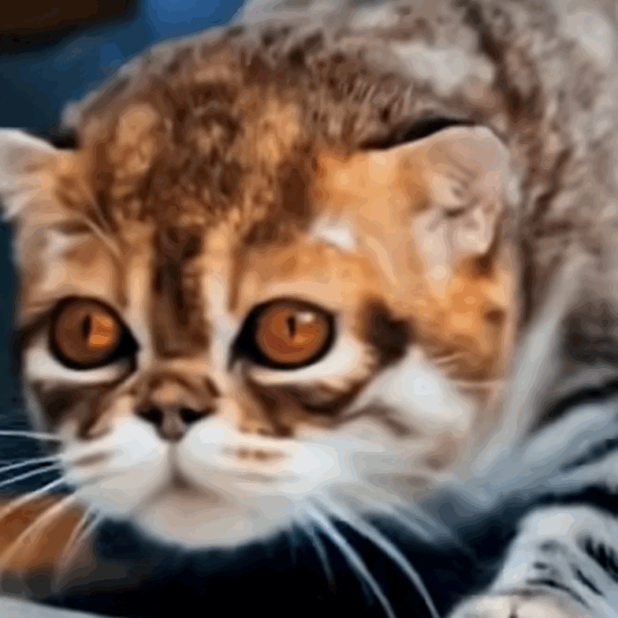 Il ritorno del gatto dalla testa piatta