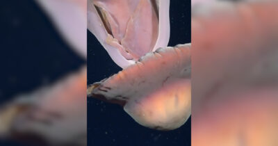 Copertina di Una “medusa fantasma gigante” volteggia con eleganza in un canyon sottomarino: il raro avvistamento al largo dell’Argentina