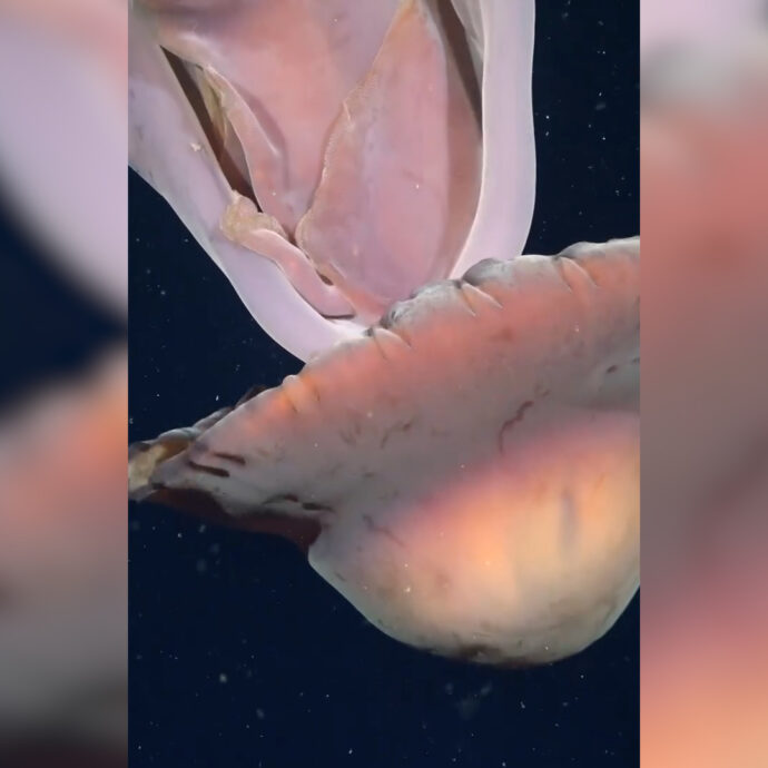 Una “medusa fantasma gigante” volteggia con eleganza in un canyon sottomarino: il raro avvistamento al largo dell’Argentina