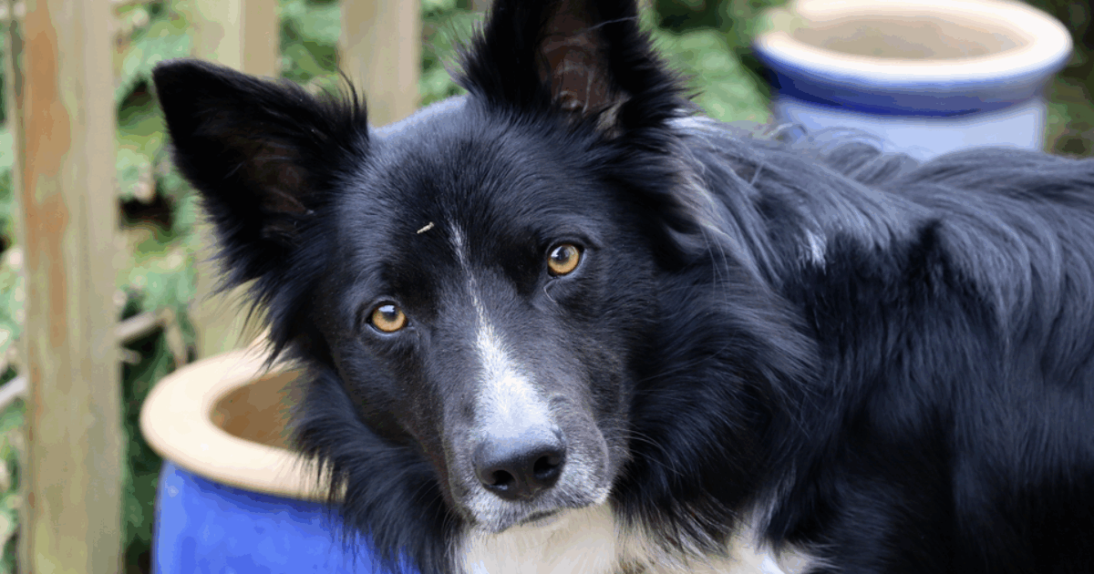 “I cani imparano nuovi vocaboli ‘origliando’ le conversazioni dei loro proprietari”: lo studio pubblicato su Science