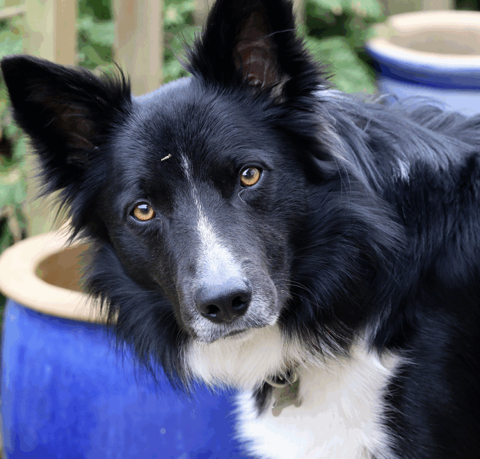 “I cani imparano nuovi vocaboli ‘origliando’ le conversazioni dei loro proprietari”: lo studio pubblicato su Science