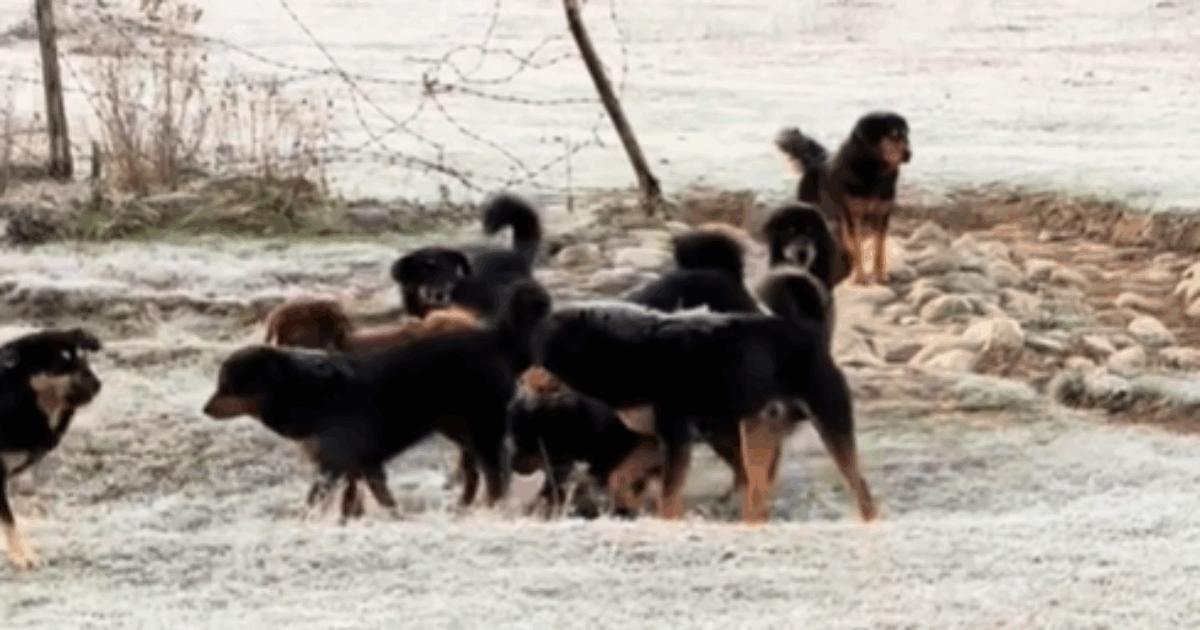 L’Himalaya invaso da cani randagi. Il governo indiano lancia l’allarme: “Sono diventati una minaccia per gli ecosistemi dello Stato”