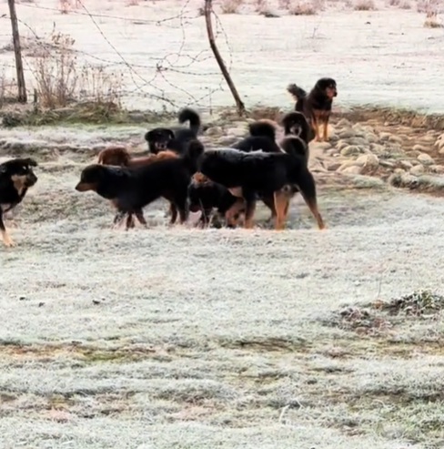 L’Himalaya invaso da cani randagi. Il governo indiano lancia l’allarme: “Sono diventati una minaccia per gli ecosistemi dello Stato”