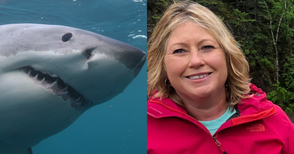 “Urlava, ho visto tutto il sangue in acqua. Aveva perso il braccio, è stato terrificante”: il racconto dell’infermiere che ha soccorso una donna azzannata da uno squalo