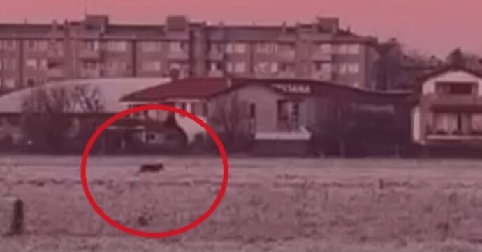 Lupo avvistato in provincia di Milano. Le raccomandazioni ai residenti