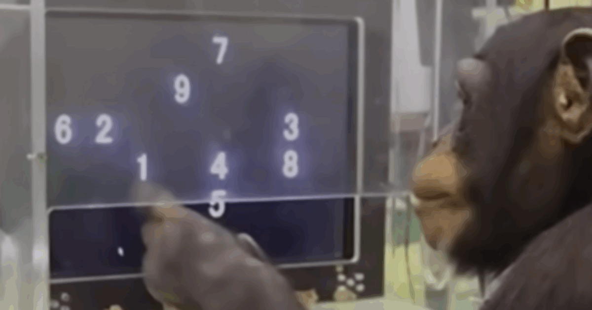 È morta a 49 anni Ai, la scimpanzé “geniale”: sapeva l’alfabeto, era capace di riconoscere oltre 100 caratteri cinesi, i numeri e i colori