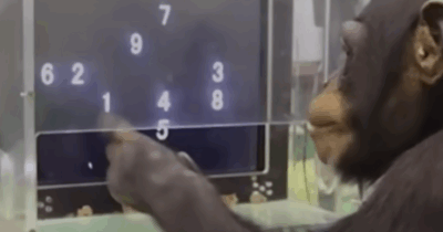 Copertina di È morta a 49 anni Ai, la scimpanzé “geniale”: sapeva l’alfabeto, era capace di riconoscere oltre 100 caratteri cinesi, i numeri e i colori