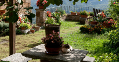 Copertina di “È una cattiveria inaccettabile, chi ha visto o sa qualcosa lo dica immediatamente”: otto gatti morti in due giorni, è caccia all’avvelenatore seriale che sta uccidendo i felini simbolo di Civita di Bagnoregio
