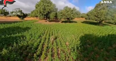 Copertina di Trovata una delle più grandi piantagioni di marijuana in Italia con 35mila arbusti: sequestro record nel Nuorese. Il video