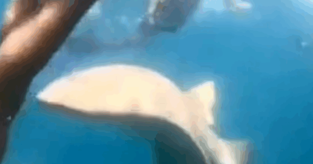 “Sapevo di essere stata morsa, ho sentito l’animale che mi scuoteva la gamba”: il racconto choc di Tayane Dalazen, sopravvissuta all’attacco di uno squalo