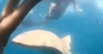 Copertina di “Sapevo di essere stata morsa, ho sentito l’animale che mi scuoteva la gamba”: il racconto choc di Tayane Dalazen, sopravvissuta all’attacco di uno squalo