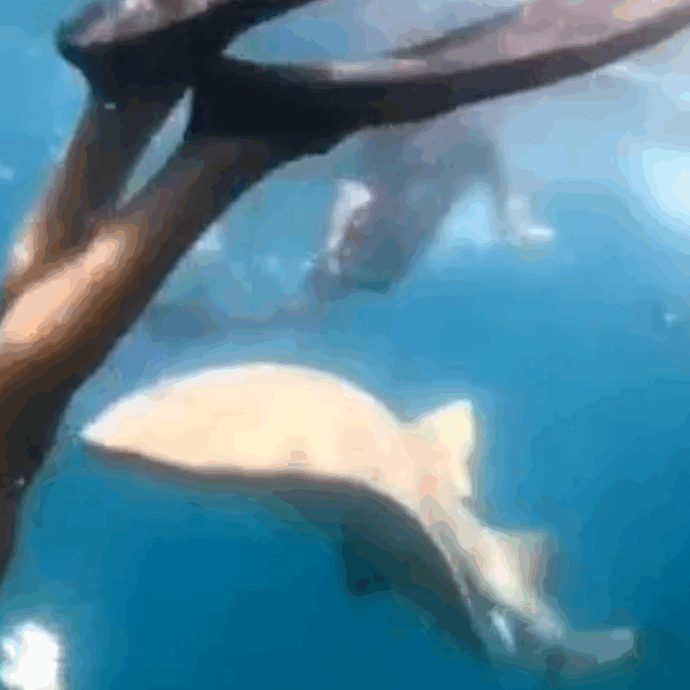 “Sapevo di essere stata morsa, ho sentito l’animale che mi scuoteva la gamba”: il racconto choc di Tayane Dalazen, sopravvissuta all’attacco di uno squalo