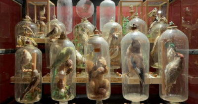 Copertina di Risolto il mistero degli animali in bottiglia: ecco come è stato possibile infilare corpi così grandi attraverso il foro stretto