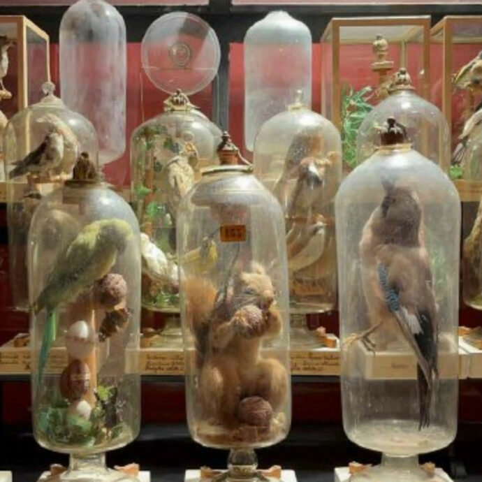 Risolto il mistero degli animali in bottiglia: ecco come è stato possibile infilare corpi così grandi attraverso il foro stretto