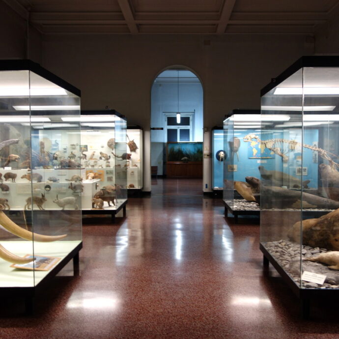 Genova, Museo di Storia Naturale chiuso per lavori: riaprirà (forse) nel 2030