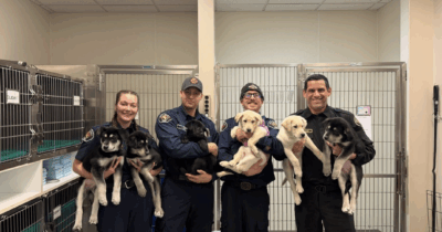 Copertina di Sei cuccioli vengono portati dai vigili del fuoco in overdose da fentanyl: salvati grazie alle cure tempestive, ora saranno adottati