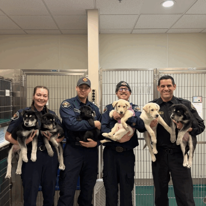 Sei cuccioli vengono portati dai vigili del fuoco in overdose da fentanyl: salvati grazie alle cure tempestive, ora saranno adottati