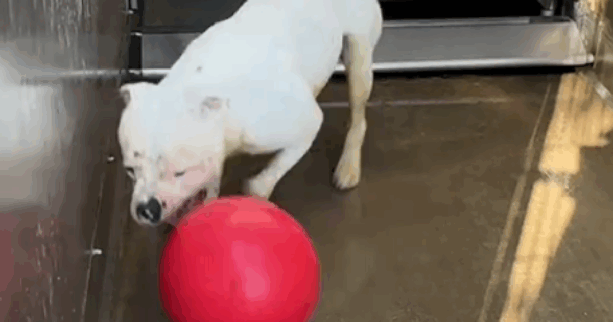 “È molto dolce, ma tende a isolarsi. Passa ore a giocare da solo con una palla. Cerca una famiglia che lo adotti”: il canile lancia un appello per Casper