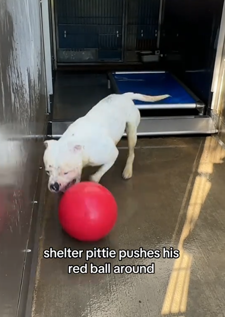 “È molto dolce, ma tende a isolarsi. Passa ore a giocare da solo con una palla. Cerca una famiglia che lo adotti”: il canile lancia un appello per Casper