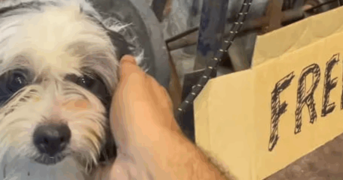 “Cane gratis”: il cartello shock fuori da un supermercato. Le immagini del cucciolo legato a un palo fanno il giro del Web