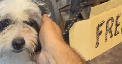 Copertina di “Cane gratis”: il cartello shock fuori da un supermercato. Le immagini del cucciolo legato a un palo fanno il giro del Web